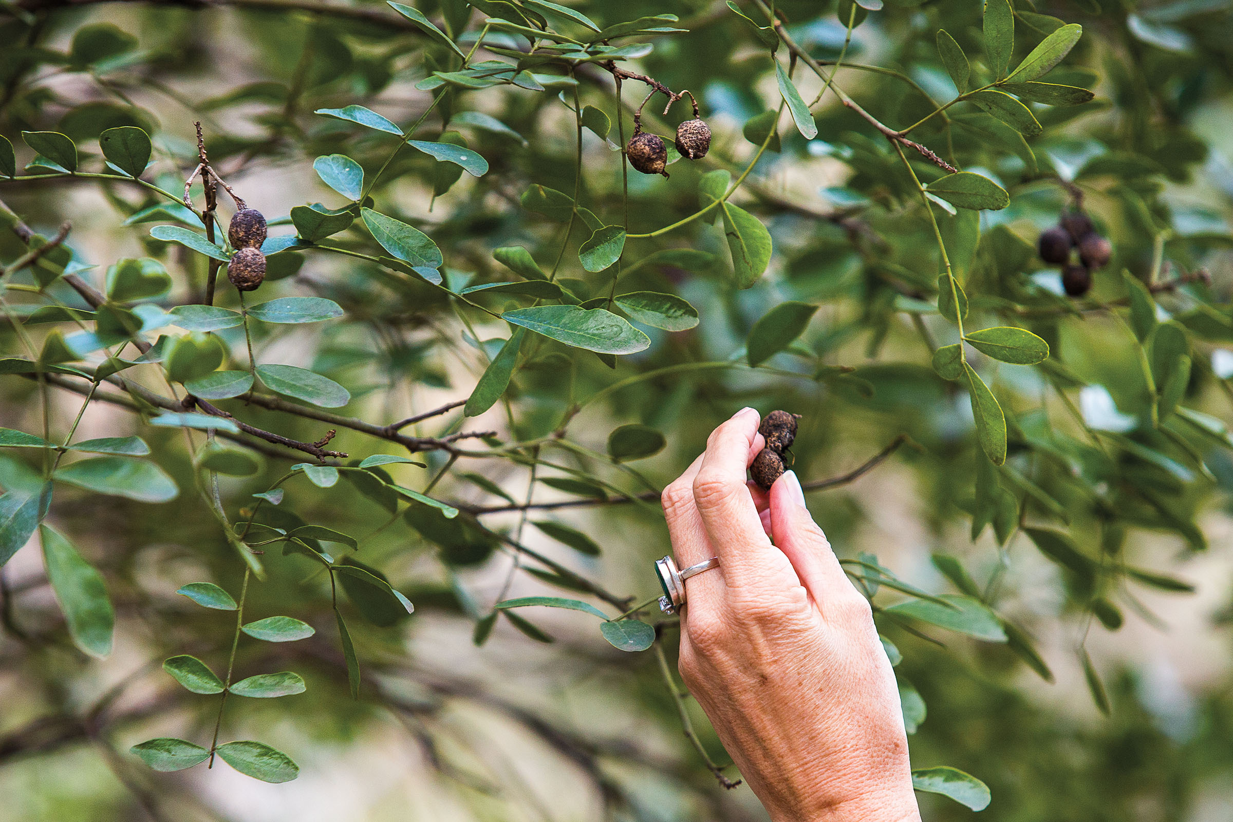 A woman touches a brown Mountain Laurel seed pod with her hand