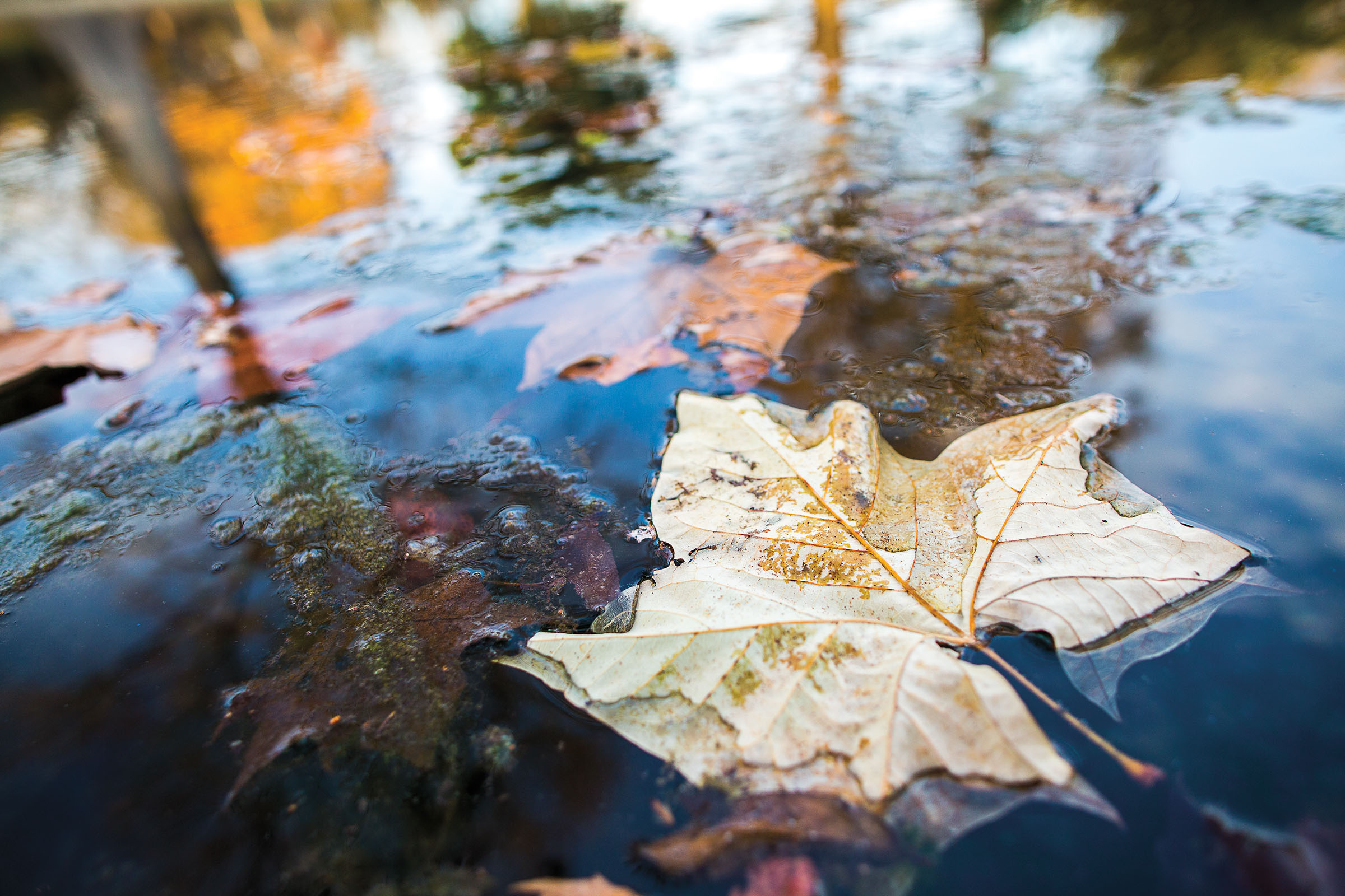 A bright yellow and orange leaf submerged under crystal-clear water