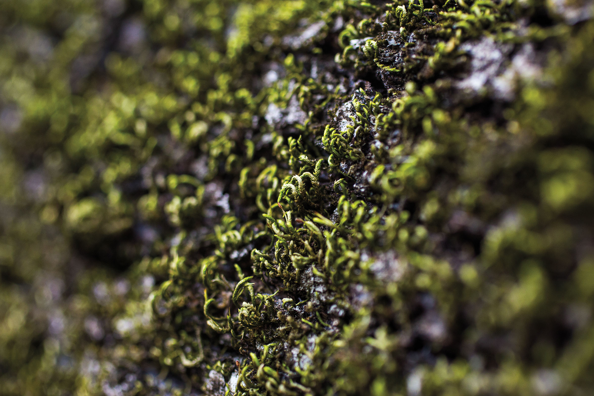 Green, gray and brown mosses growing on a dark tree trunk