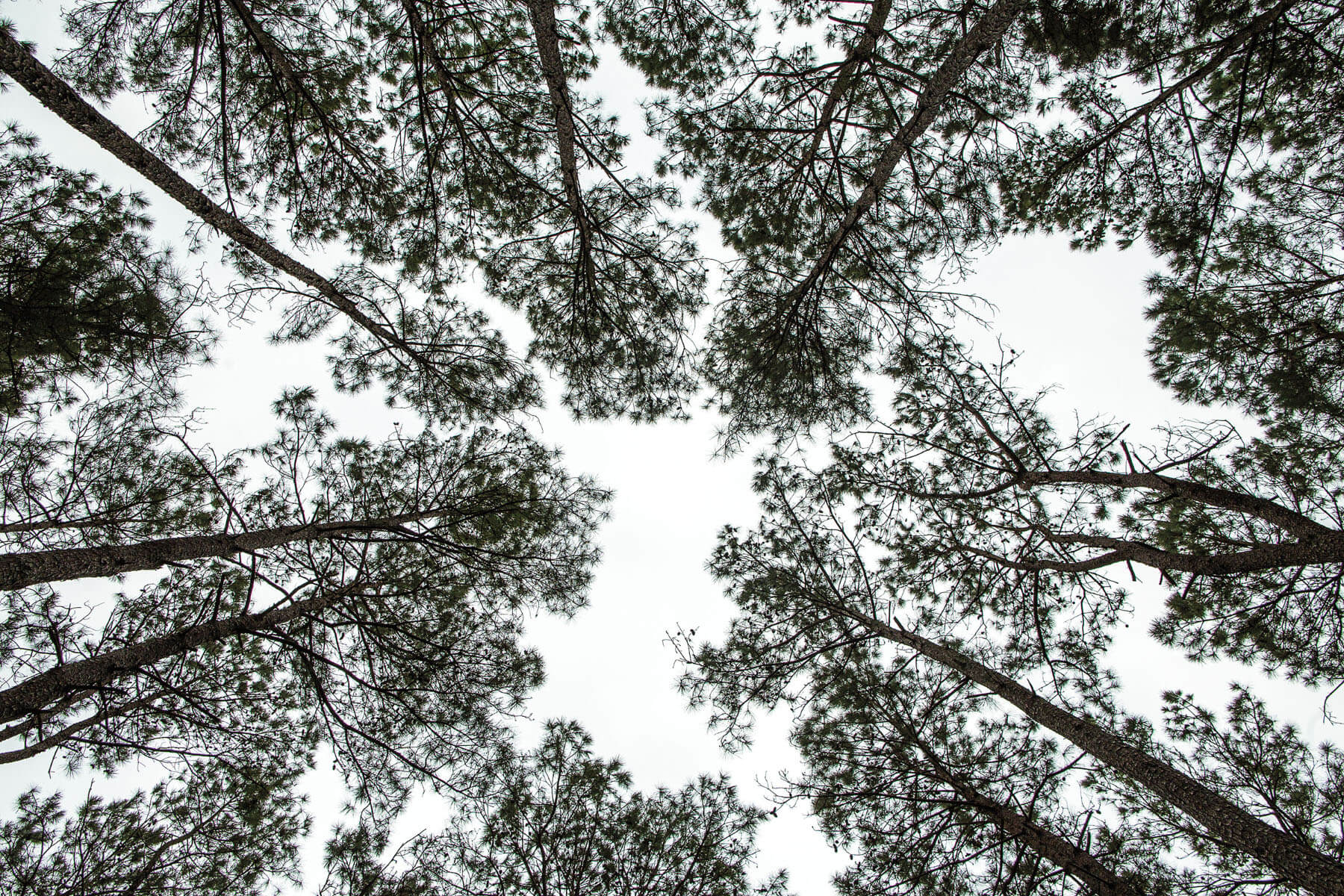 Looking upward at the tops of green trees on a stark gray background