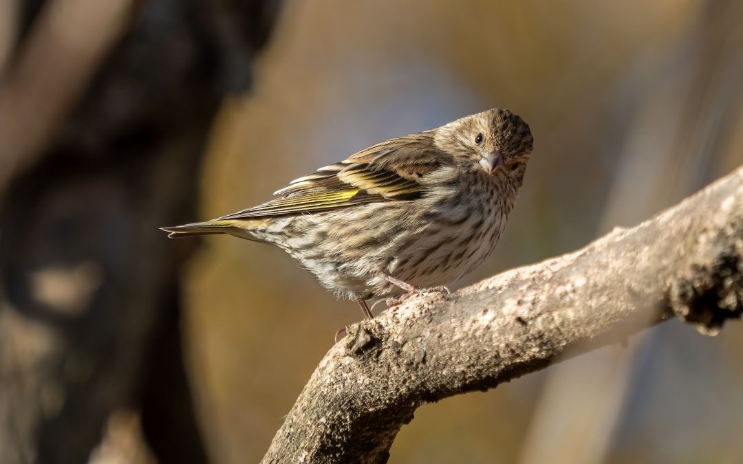 Fine-Feathered Friend or Foe? The Pitfalls of the Pine Siskin