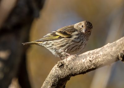 Fine-Feathered Friend or Foe? The Pitfalls of the Pine Siskin