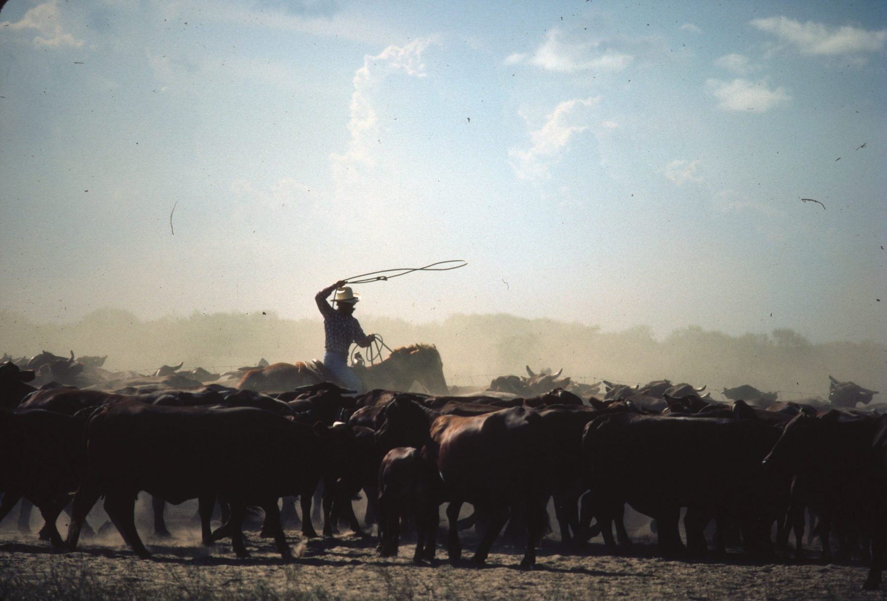 Color photo of a cowboy lassoing cattle