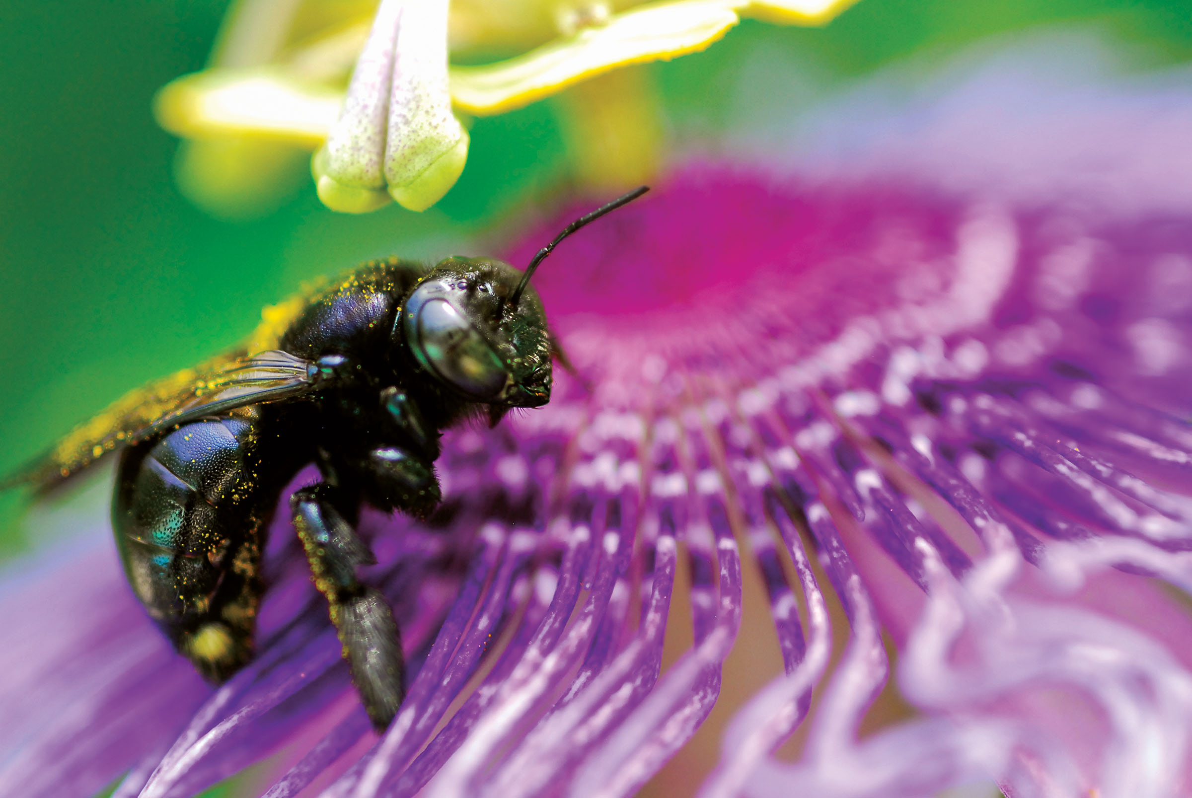 A small bee perched on a purple flower