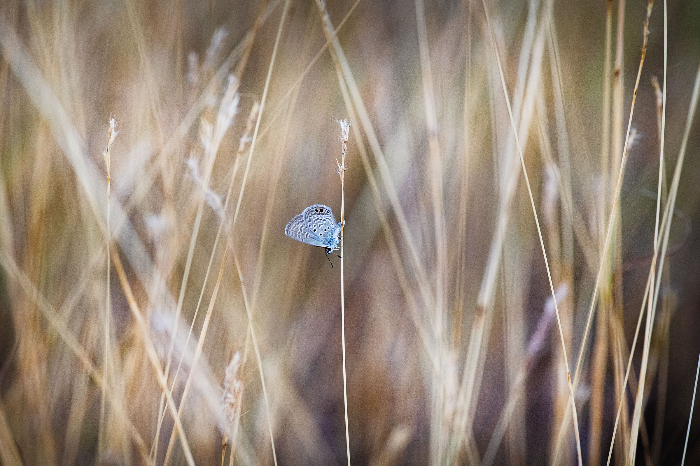A small blue butterfly in tall, tan grass 