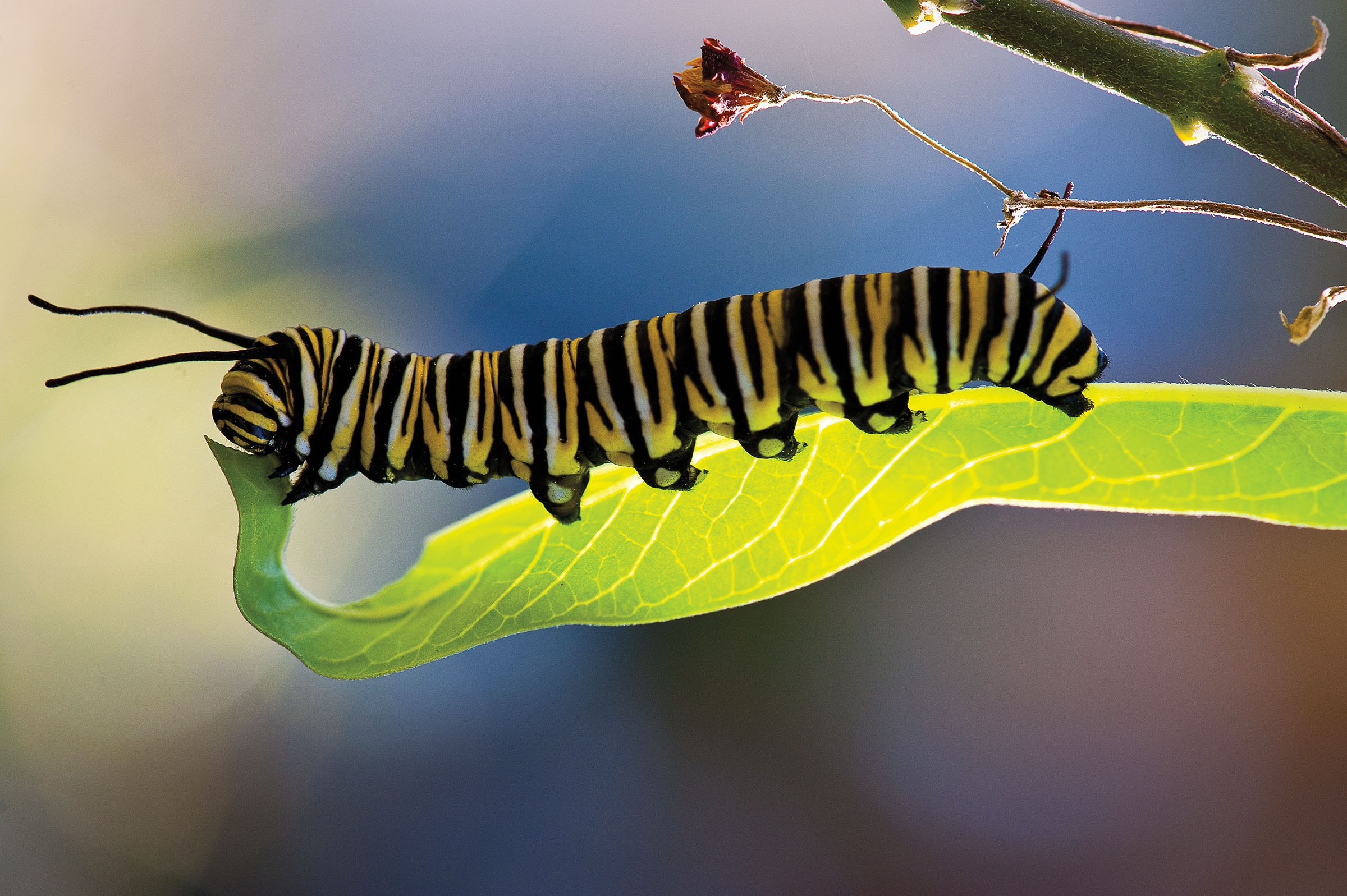 A black, white and brown caterpillar walks along a bright green leaf