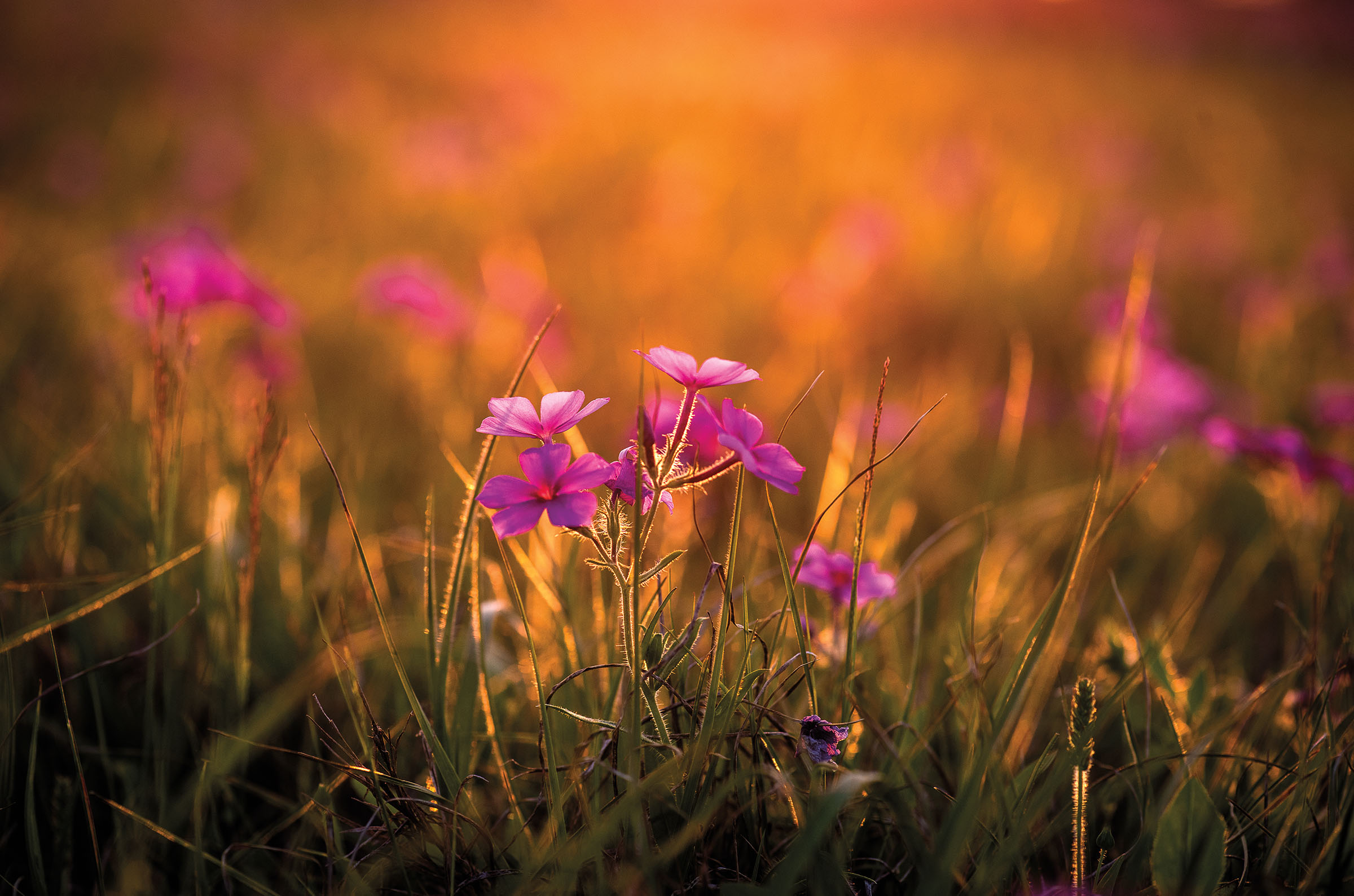 Bright purple flowers with green leaves on a golden sun background