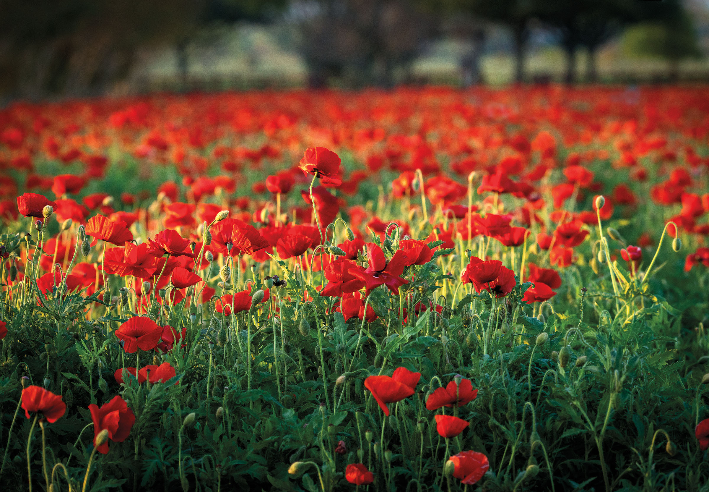Bright red poppies with green stems and flowers in a field
