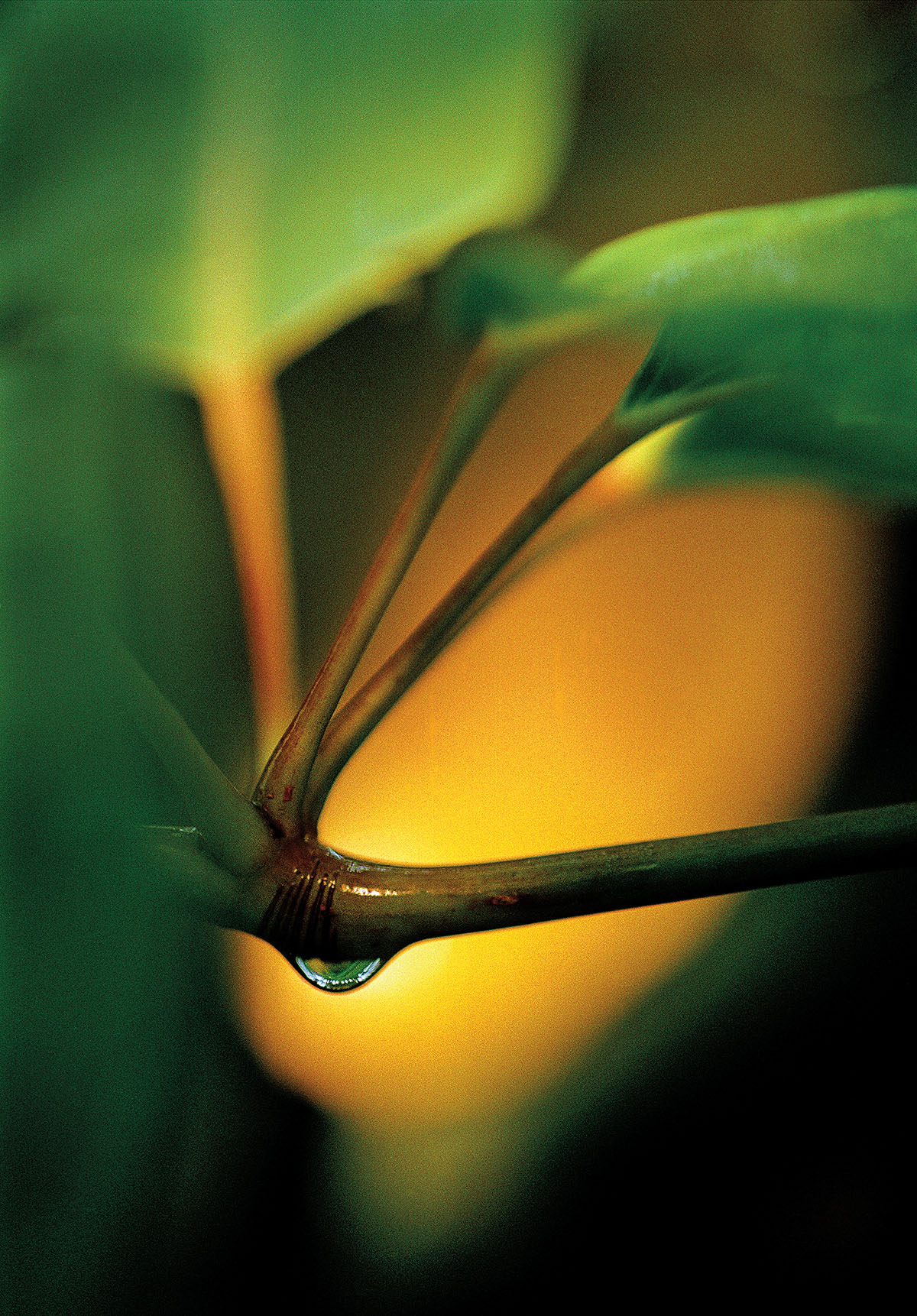 Golden light passes behind the green leaves of a plant