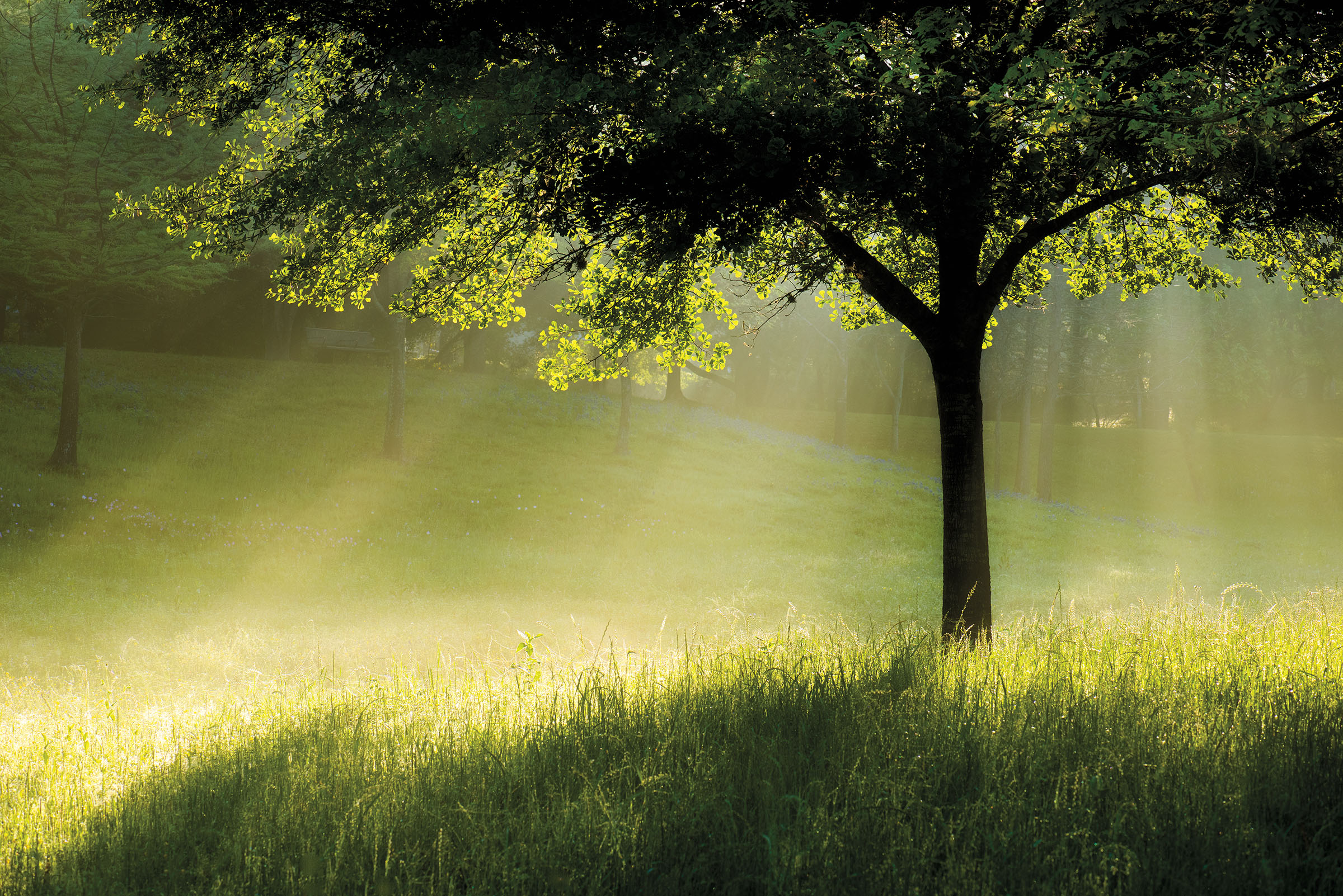 Light streams through a dark green tree on bright green grass