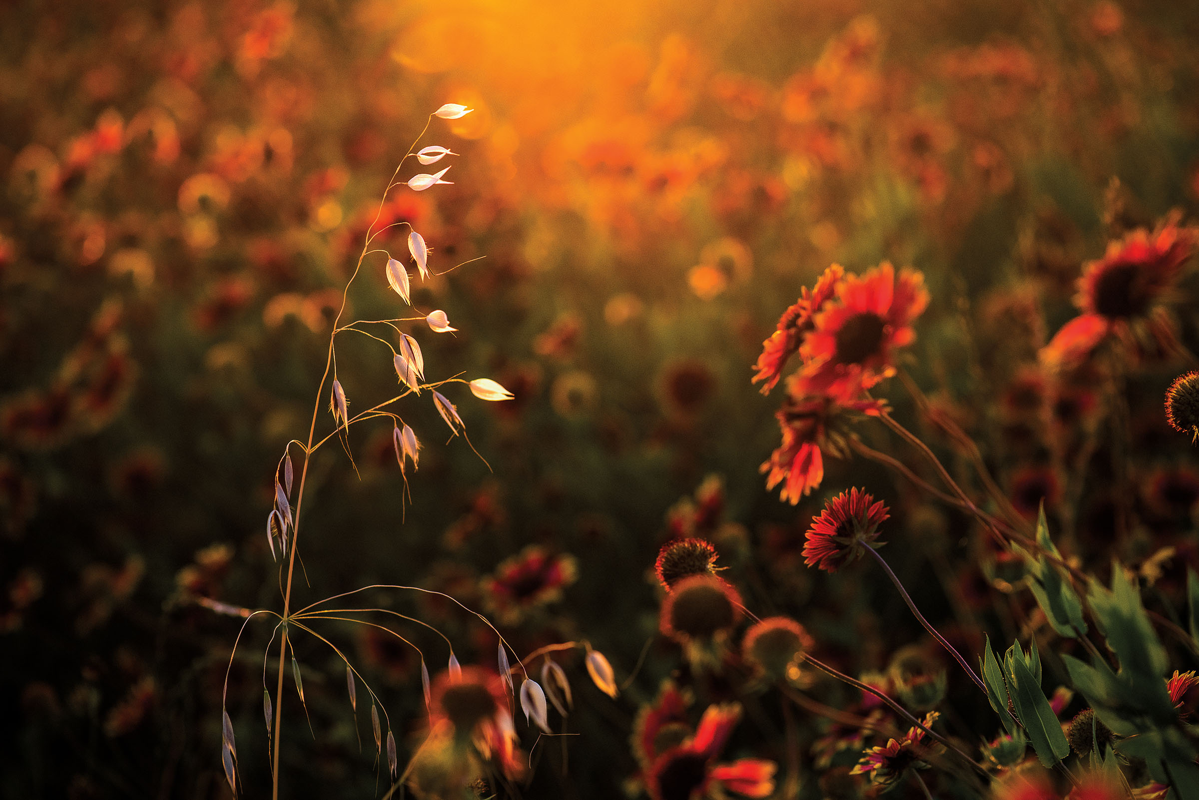 Golden sun touches the tops of bright red wildflowers