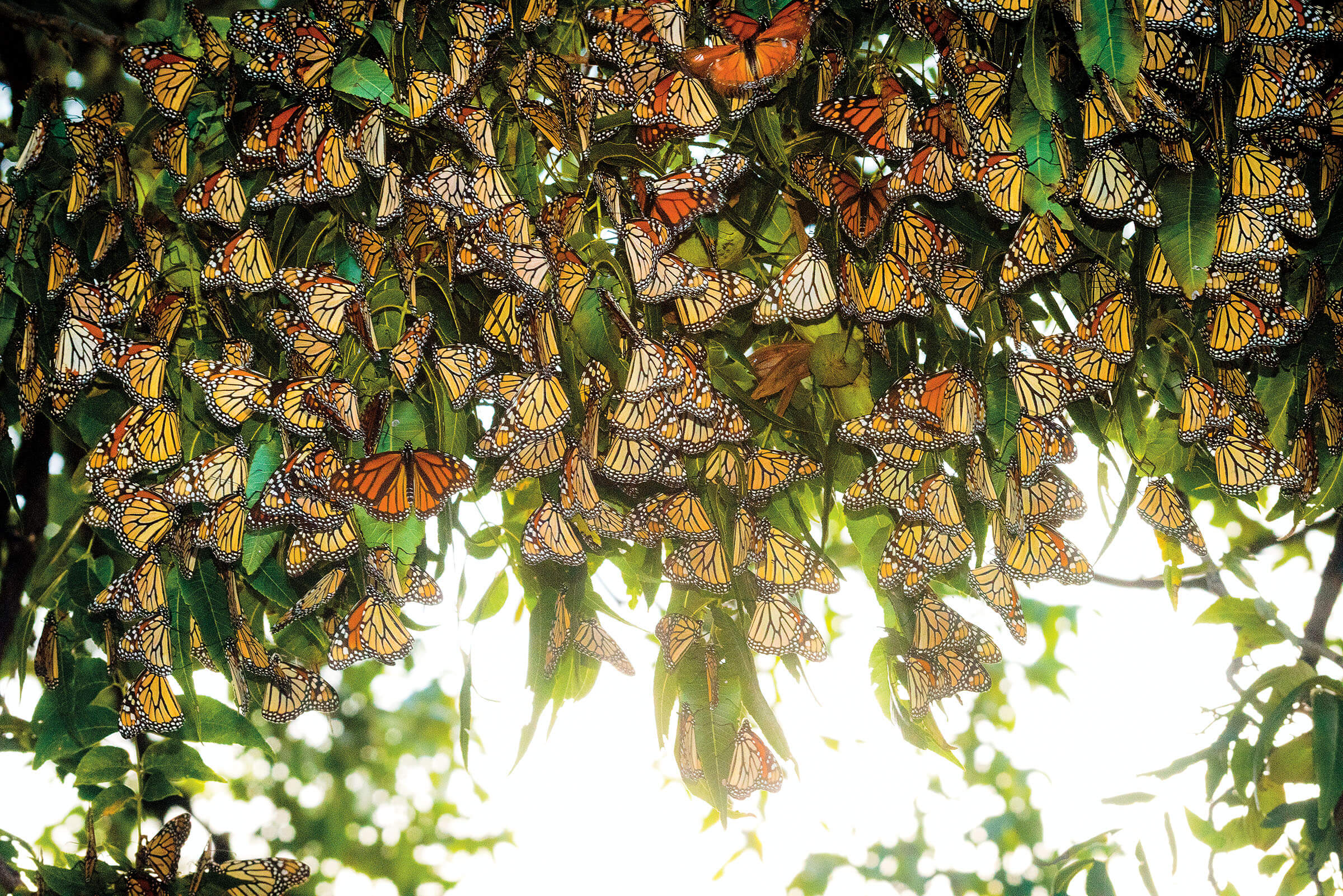 A swarm of orange and black butterflies cover a bright green tree