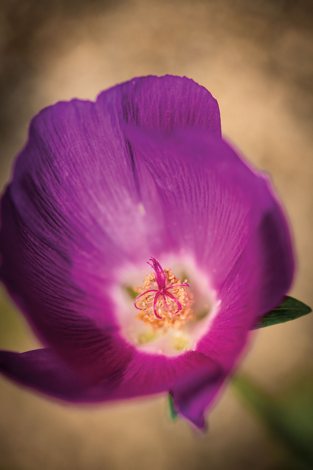 A bright purple flower on a golden background