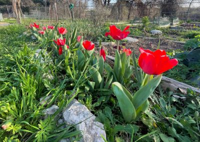 Tulipalooza Blooms With Opportunity for Waxahachie Visitors and Residents Alike