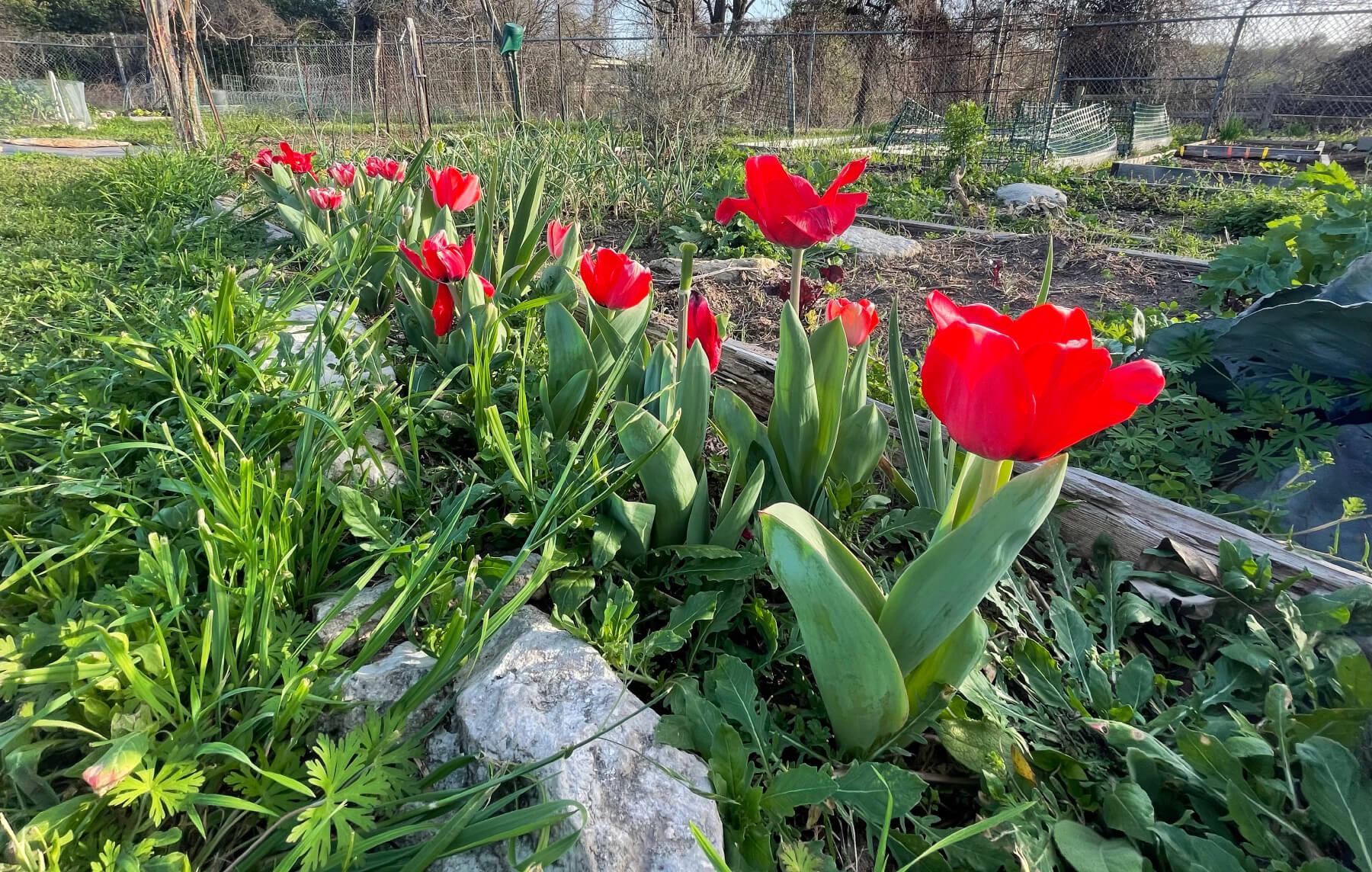 Bright red tulips and green leaves in a garden