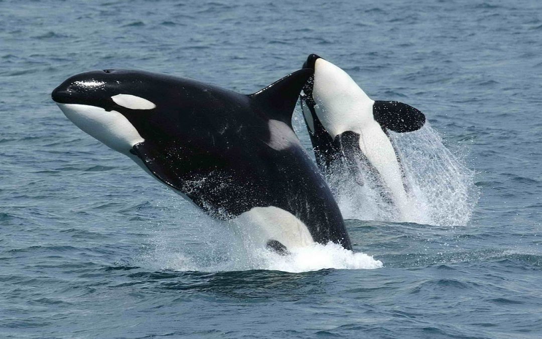 An Orcas Sighting Off of Galveston Provides a Whale of a Good Time