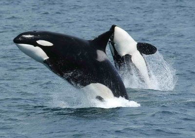 An Orcas Sighting Off of Galveston Provides a Whale of a Good Time