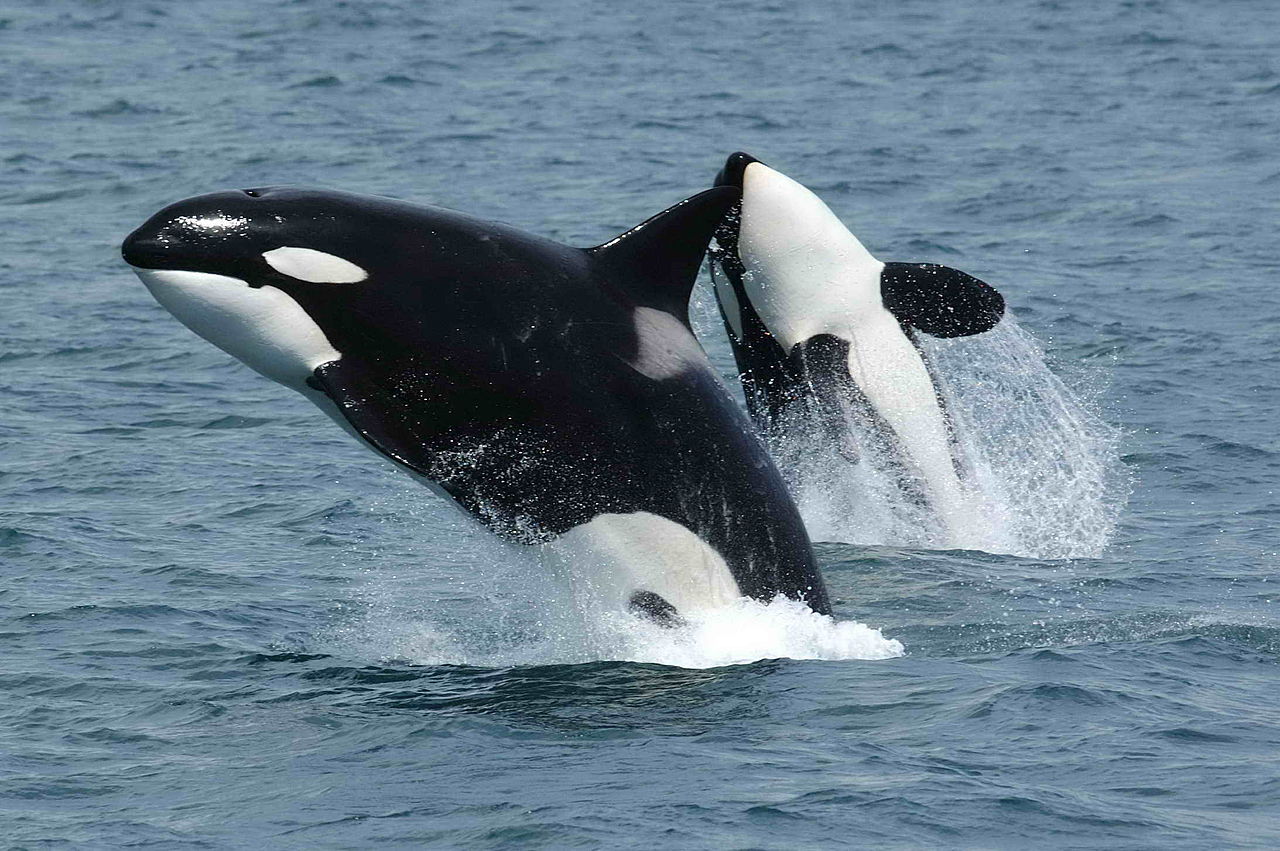 Two mammal-eating "transient" killer whales photographed off the south side of Unimak Island, eastern Aleutian Islands, Alaska. Photo by Robert Pittman via Wikicommons.