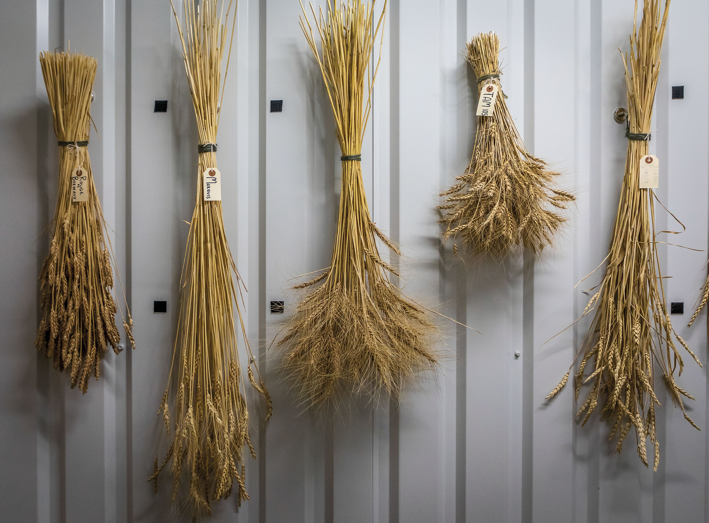 A few bundles of yellow grain hang from a white paneled wall