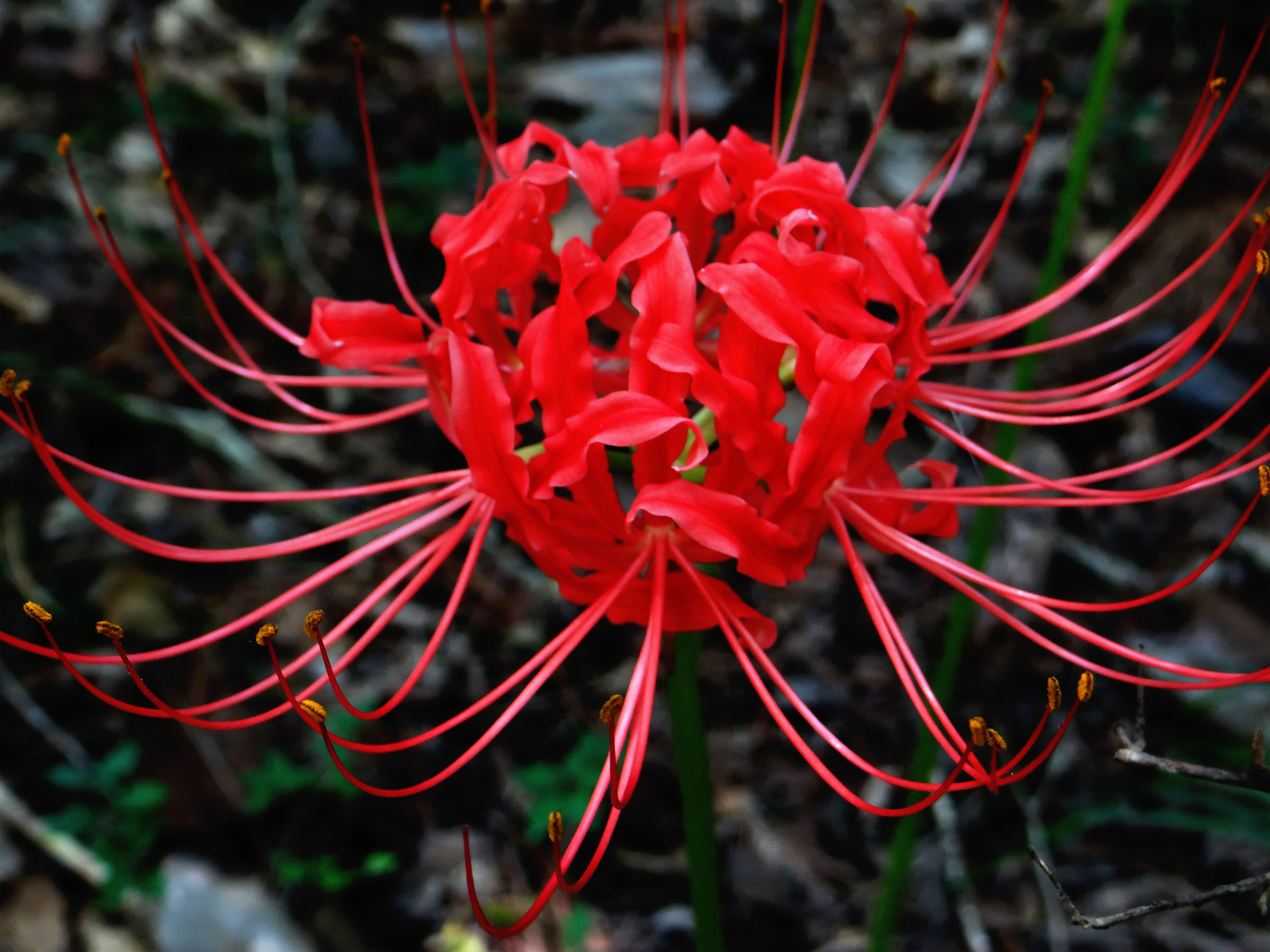 A flowering lycoris, one of the many plant species found in Big Woods Nature Trail. Photo by Kathy Kinsel. 