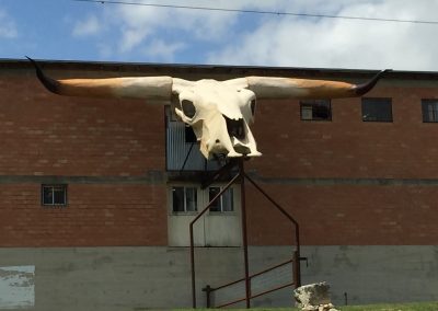 Roadside Oddity: The Giant Longhorn Skull of Bandera
