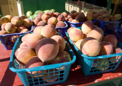 Fredericksburg Peach Growers Persevere Through Changing Times