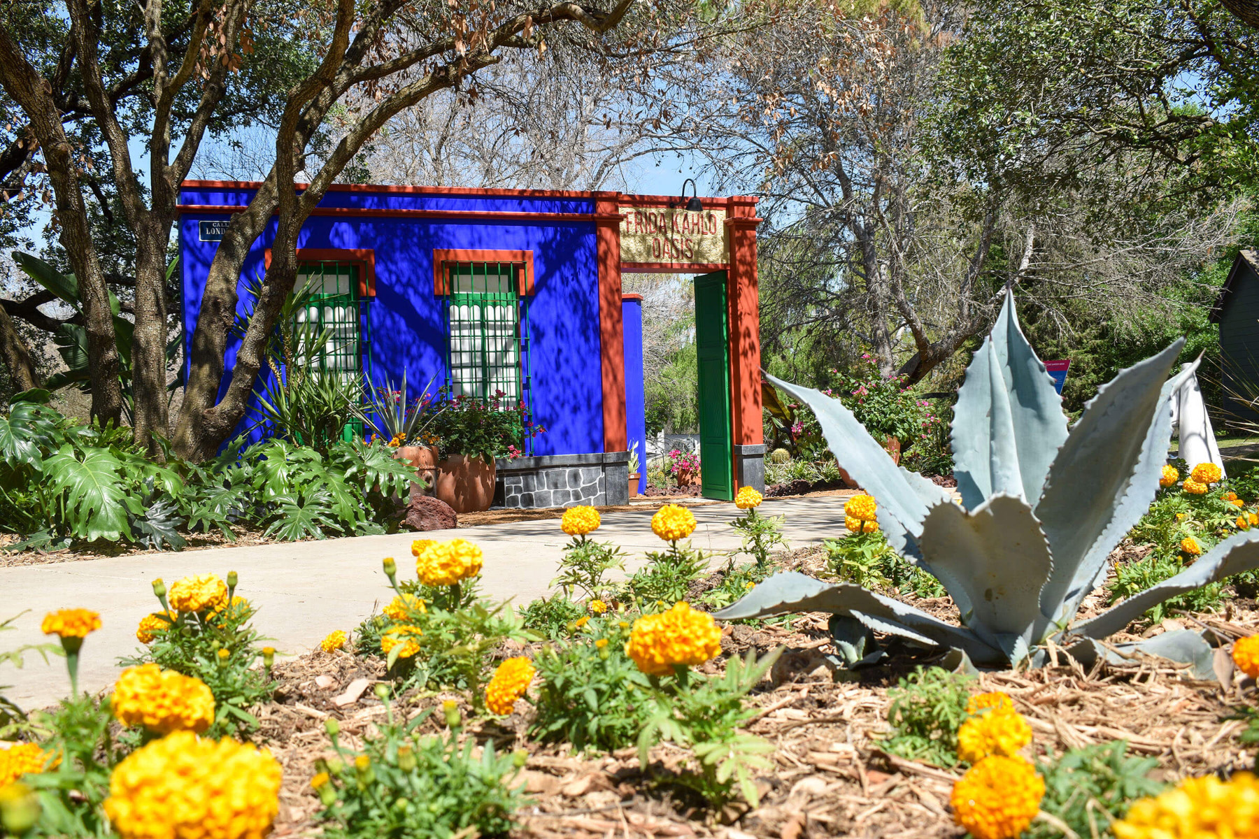 One of the recreated facades of the artist's Mexico City home, La Casa Azul, sits in a flower bed featuring blooming yellow plants and a huge agave. Photo courtesy of San Antonio Botanical Garden.