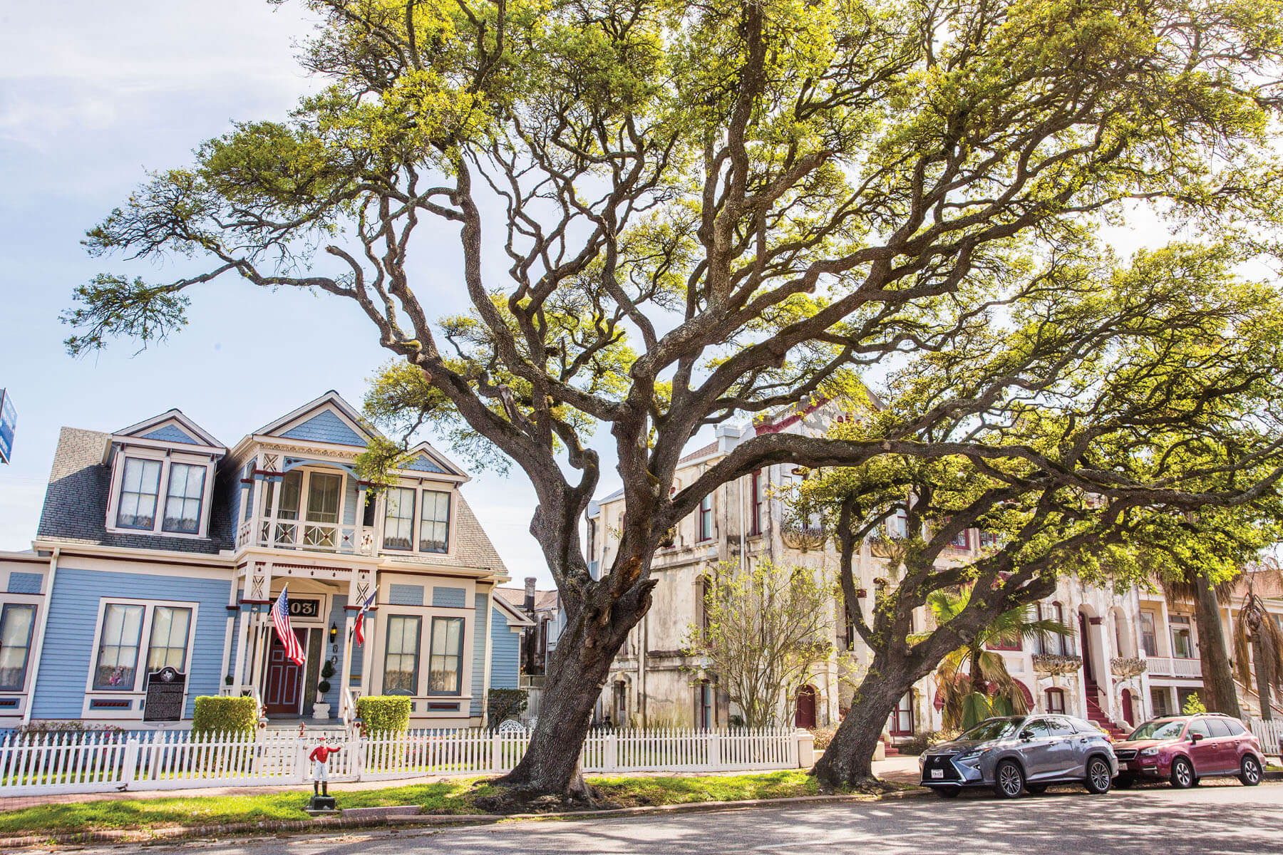 A large green oak tree stands in front of a light blue and cream-colored Victorian-style home