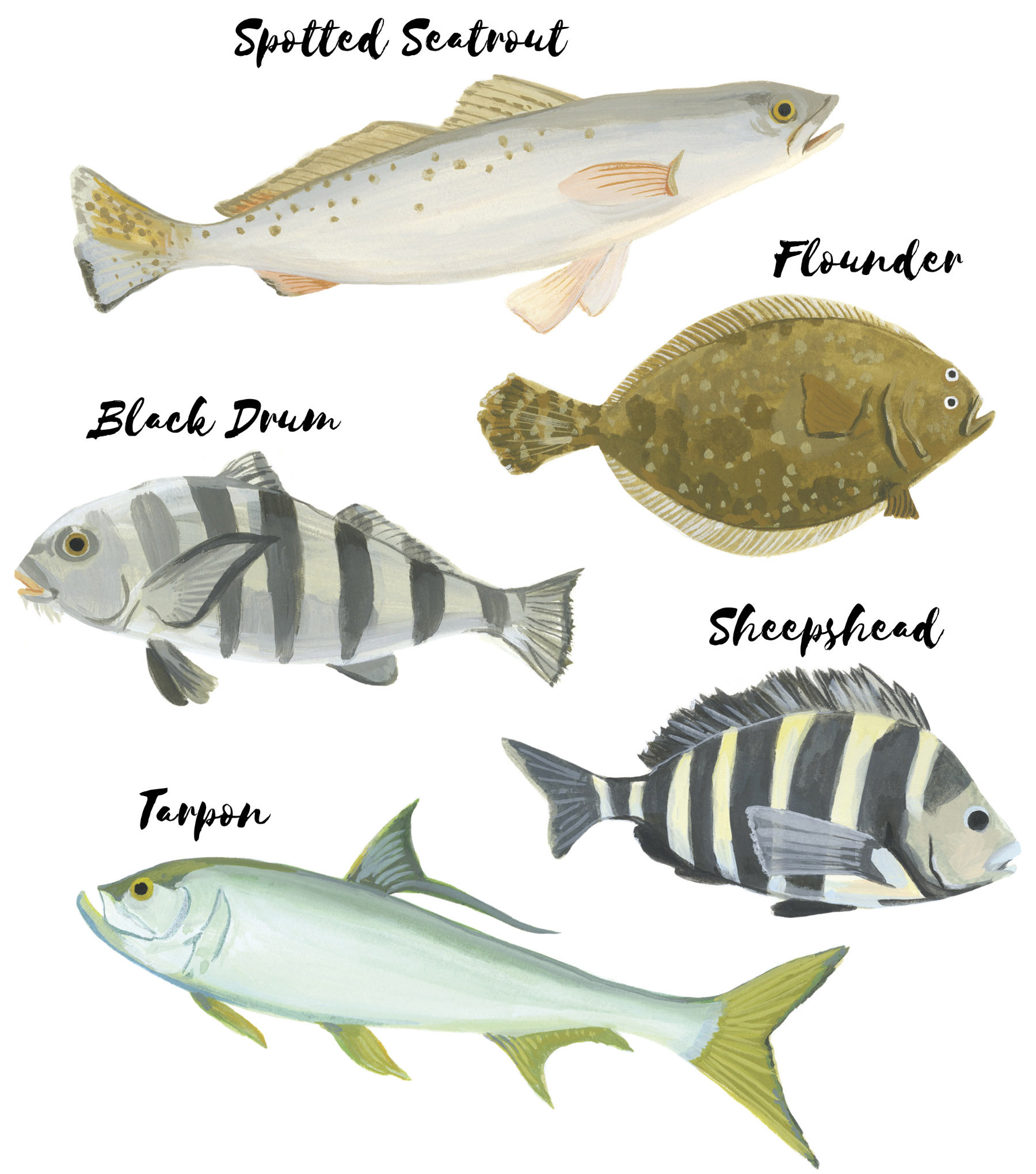 An illustration of various fish -- spotted seatrout, flounder, black drum, sheepshead and tarpon