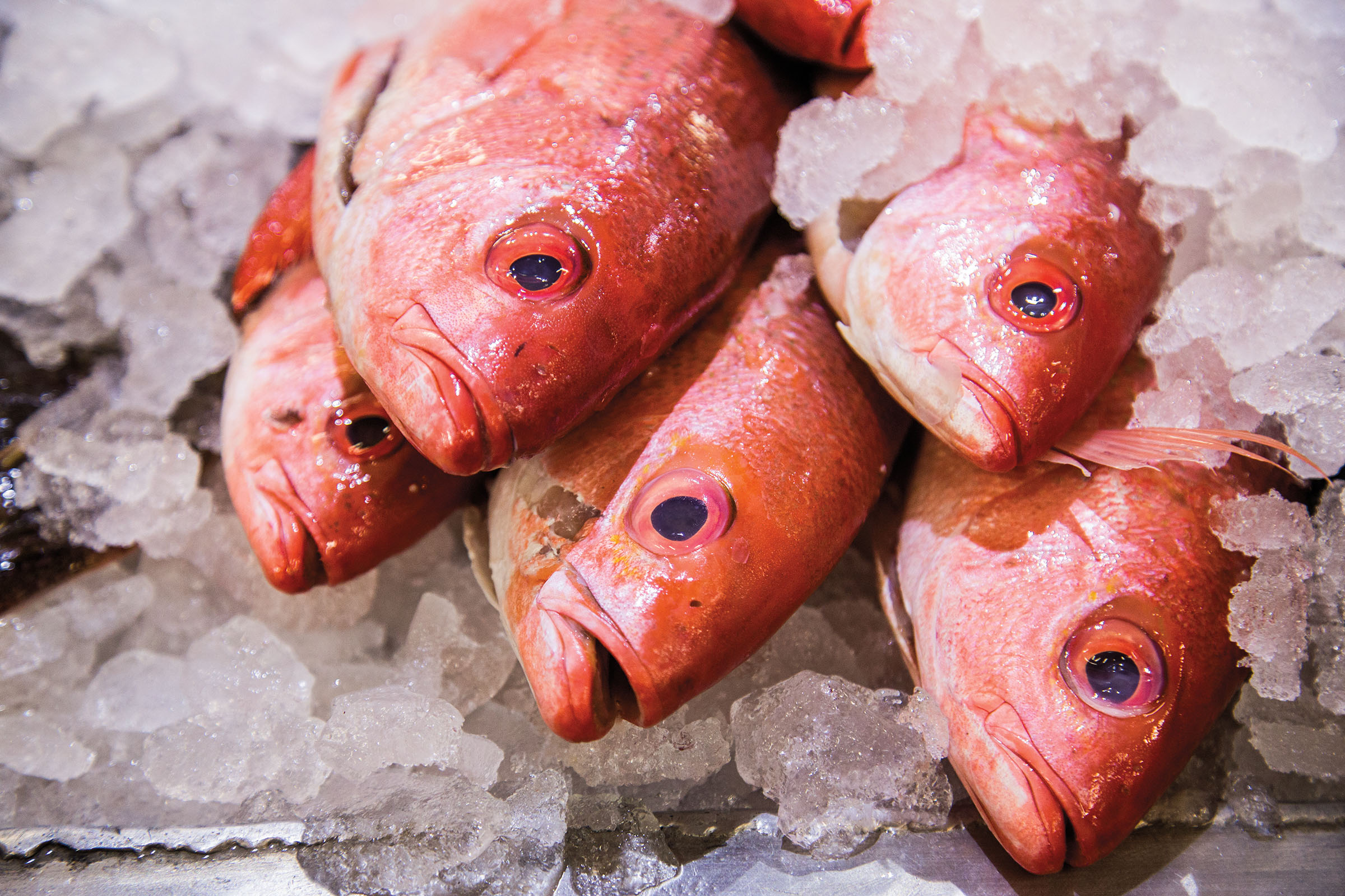 Red fish heads sit on ice