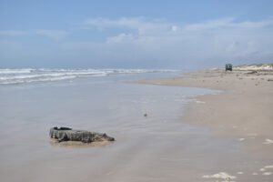 An alligator in the low wake of Padre Island National Seashore