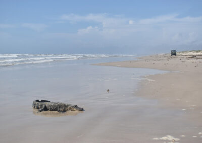 Texas Highways Exclusive: The Captured Malaquite Beach Gator Tells All