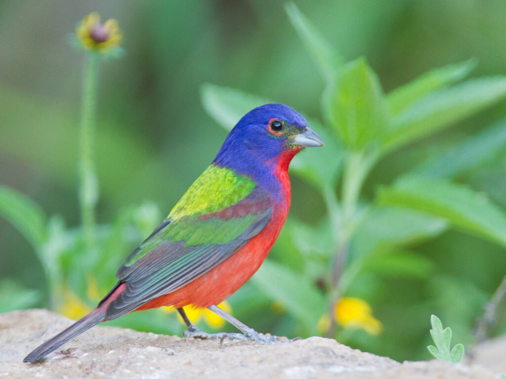 A brightly-colored bird with blue, lime green and red feathers in front of a green leaf