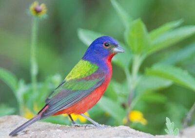Starting This Weekend, Black Birders Week Shares the Joy of Nature and Science With All
