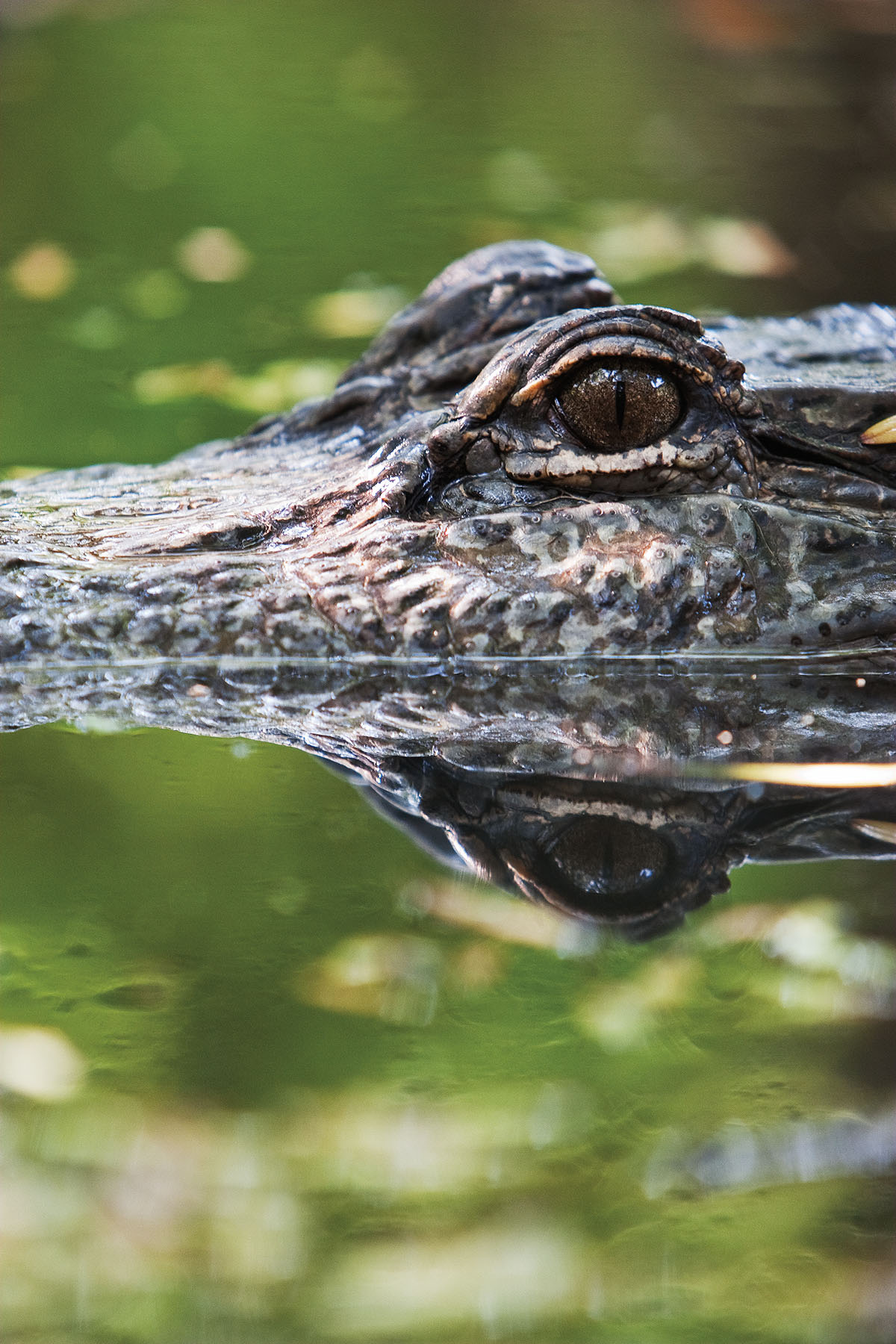 The dark eyes of an alligator peek up above green water