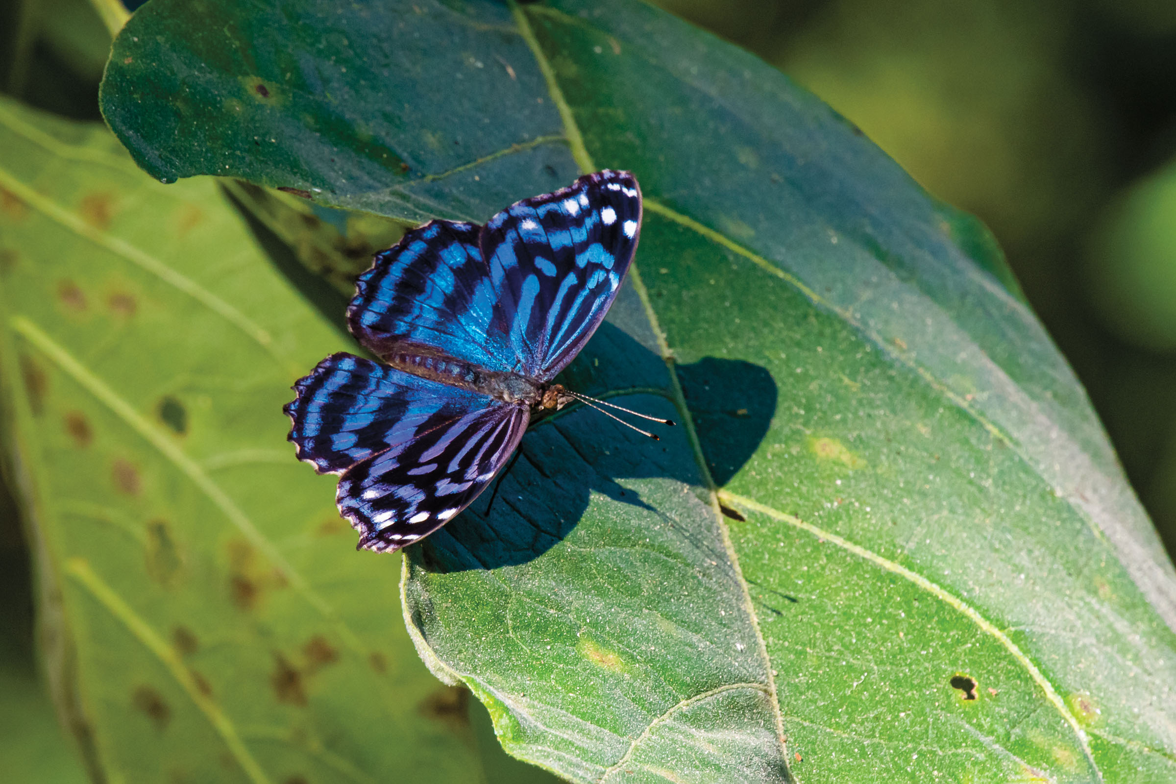 Bright blue wings with black spots on a butterfly resting on a green leaf