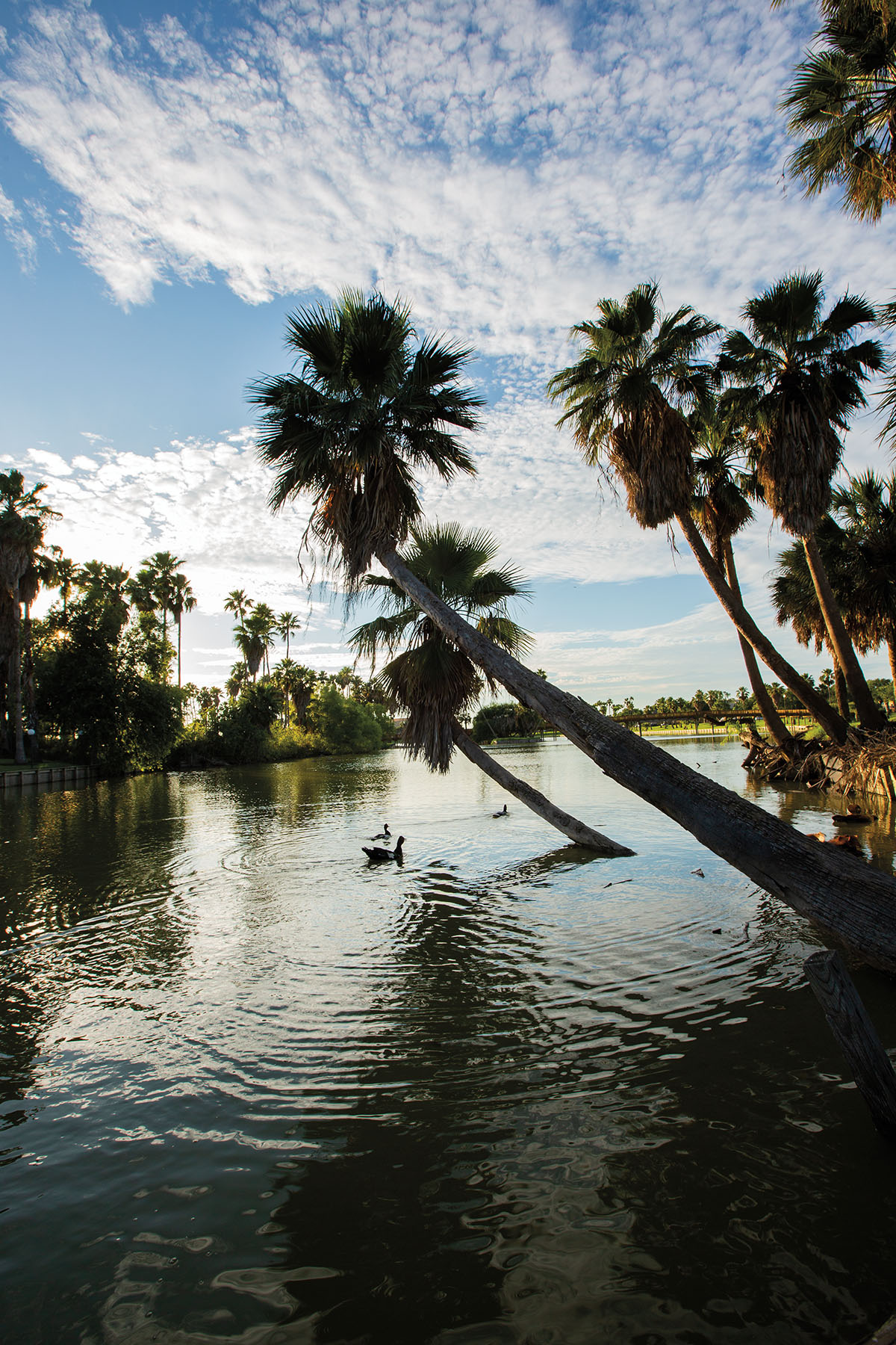 Palm trees lean over clear water beneath a blue sky with small white clouds