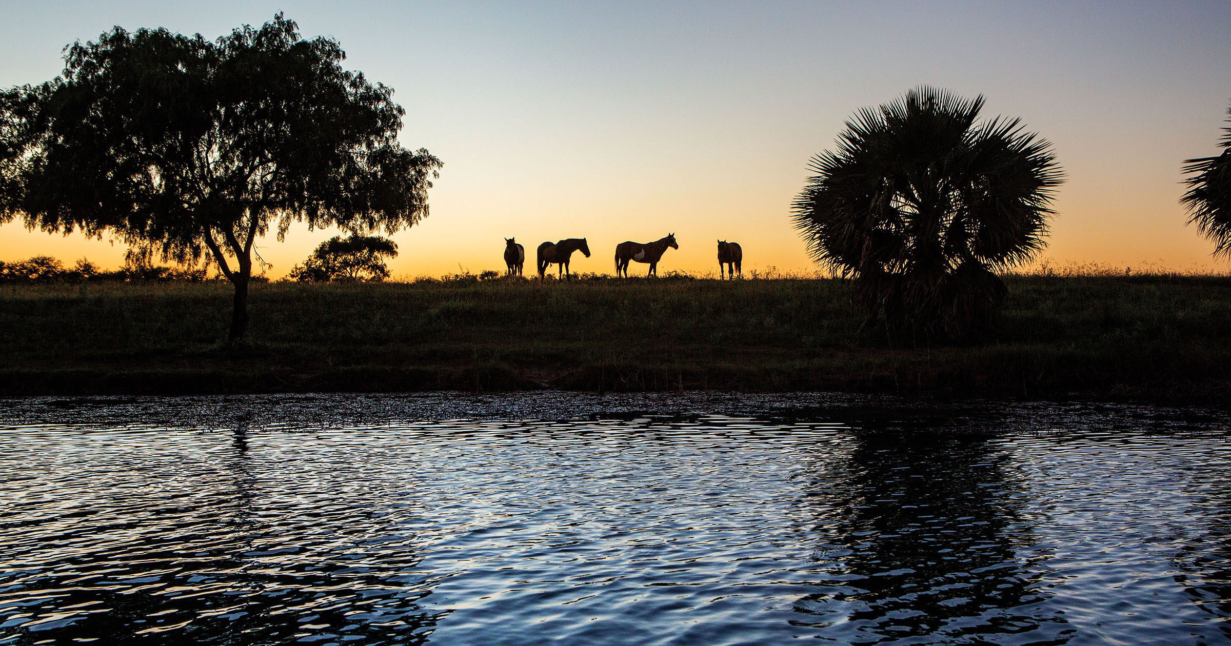 Palm trees, horses and a sunset in the background of a resaca