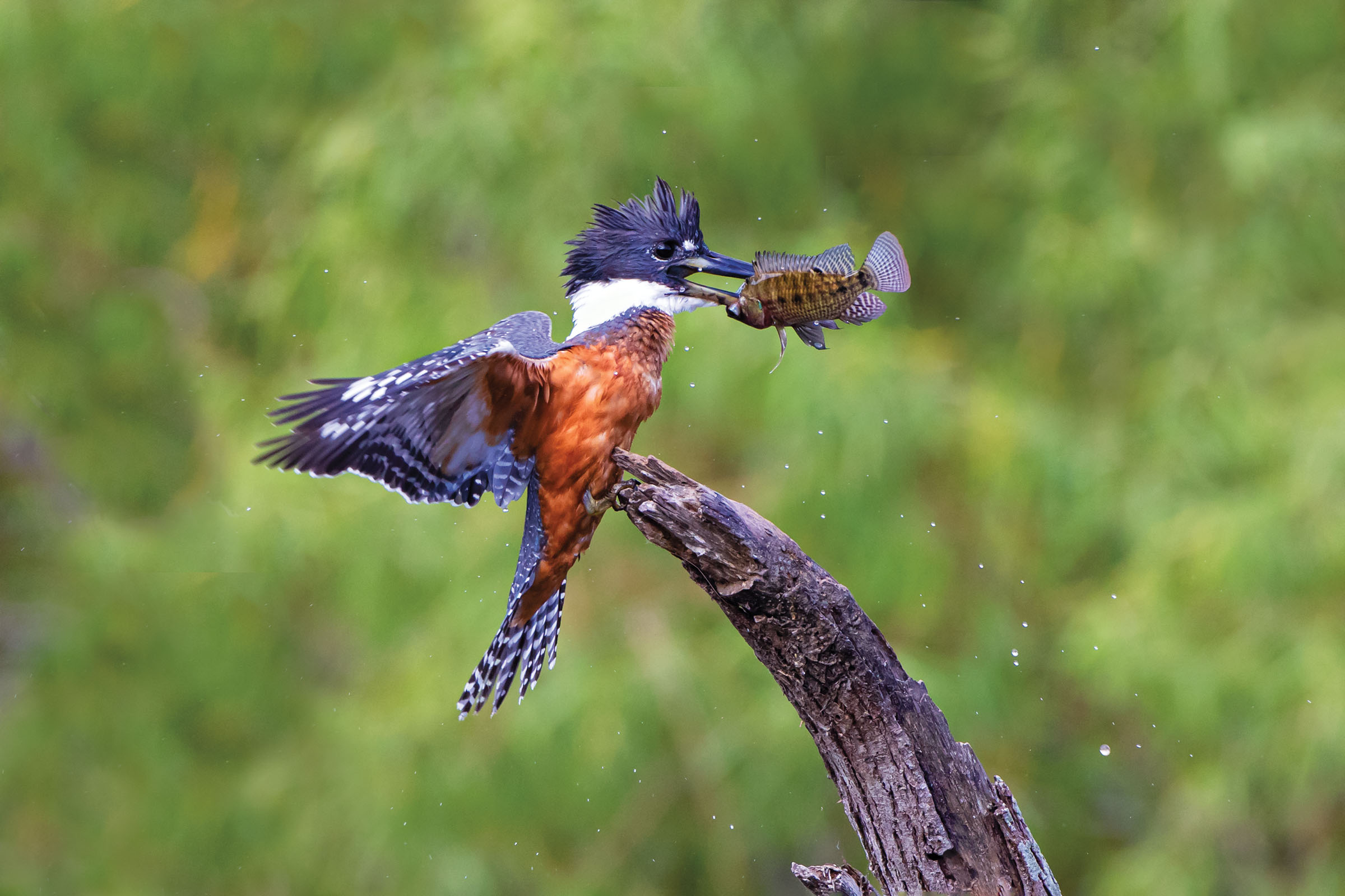 A gray and red bird with a white ring of feathers around its neck sits on a piece of wood with something in its beak