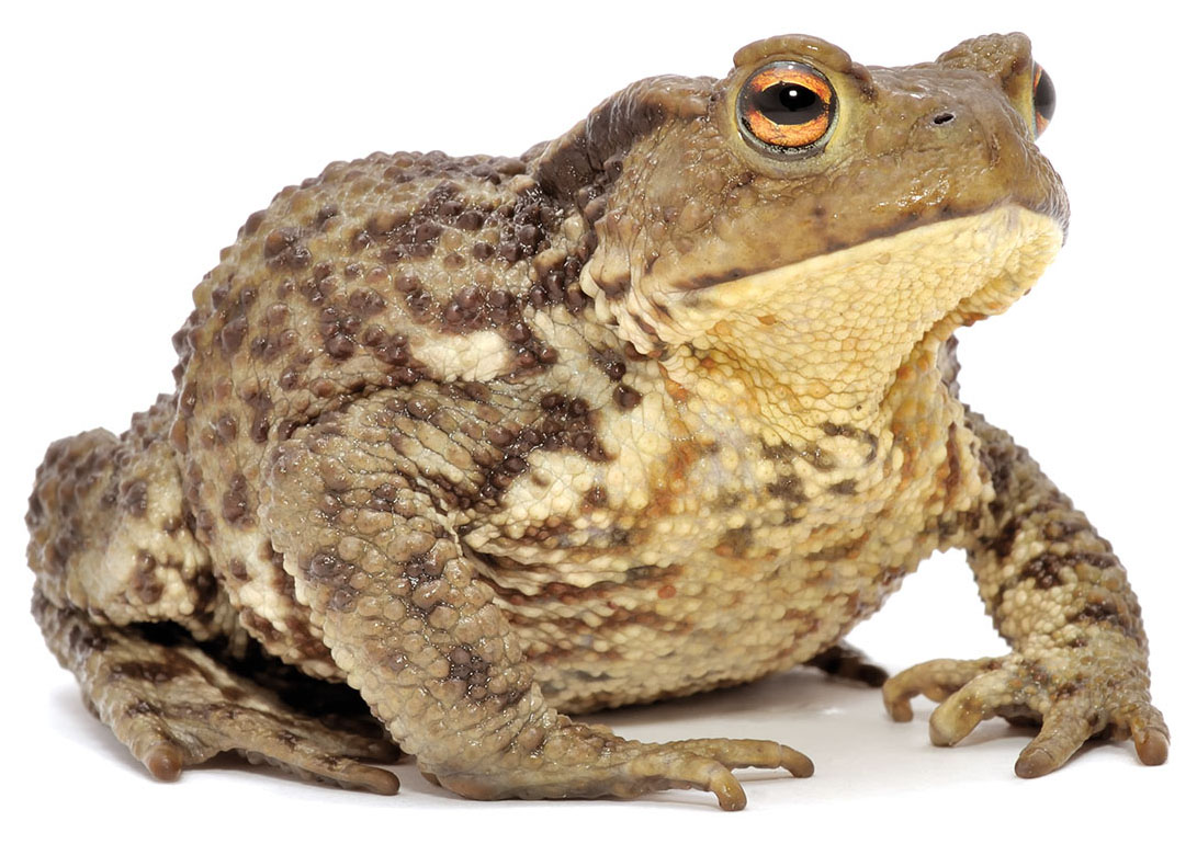 A close-up of brown grass frog isolated on a white background