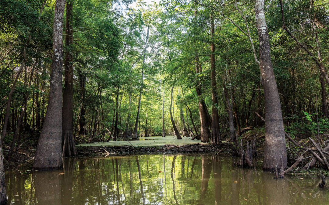 East Texas’ Swampy Wetlands Wouldn’t Exist Without Beavers