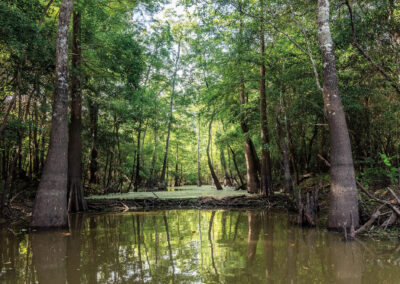 East Texas’ Swampy Wetlands Wouldn’t Exist Without Beavers