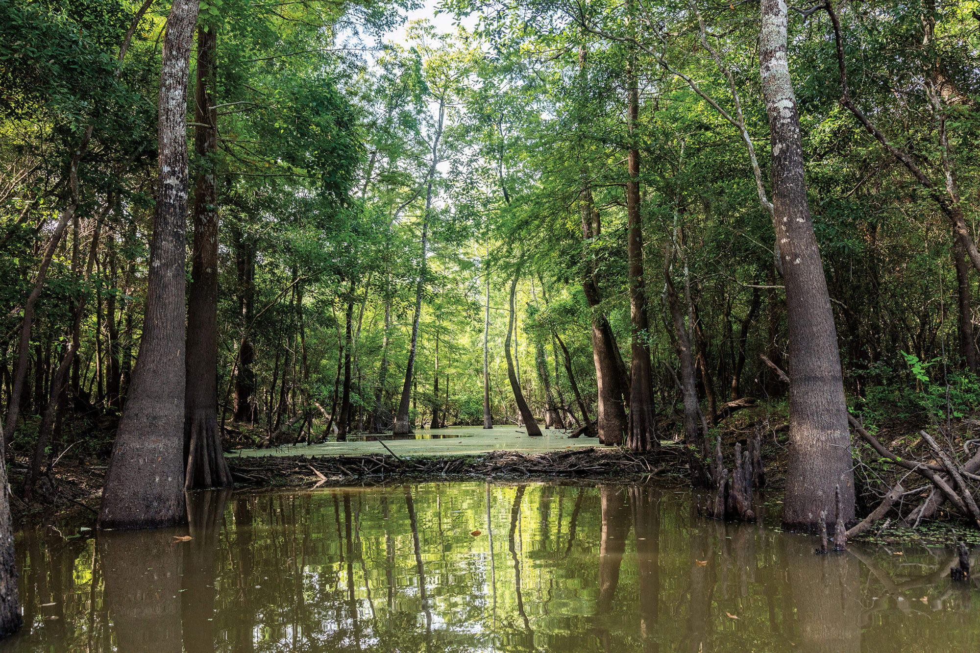 Green trees and dark green water surrounded by filtered light in a swamp