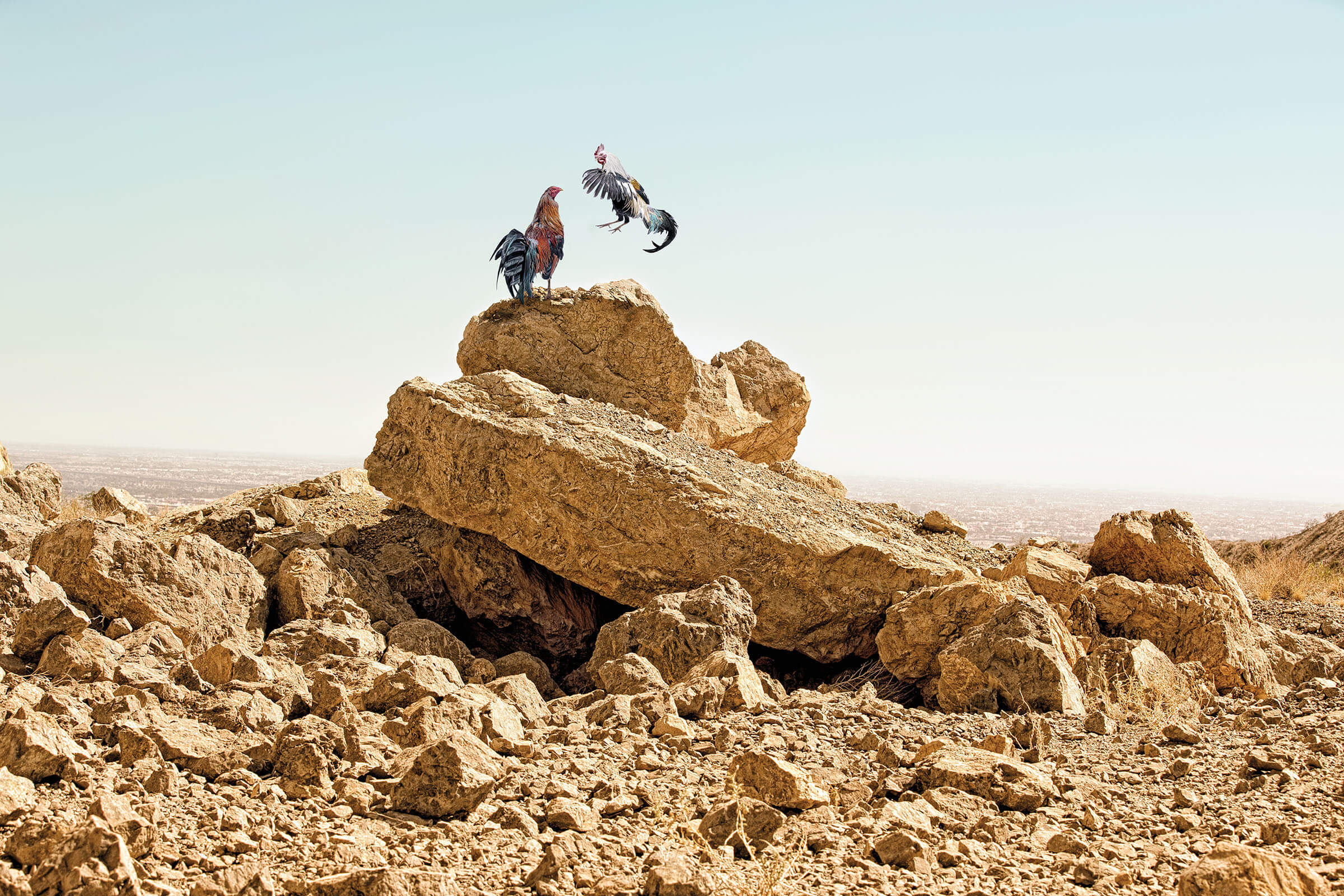 Two roosters fight above large dust-colored boulders in the El Paso desert