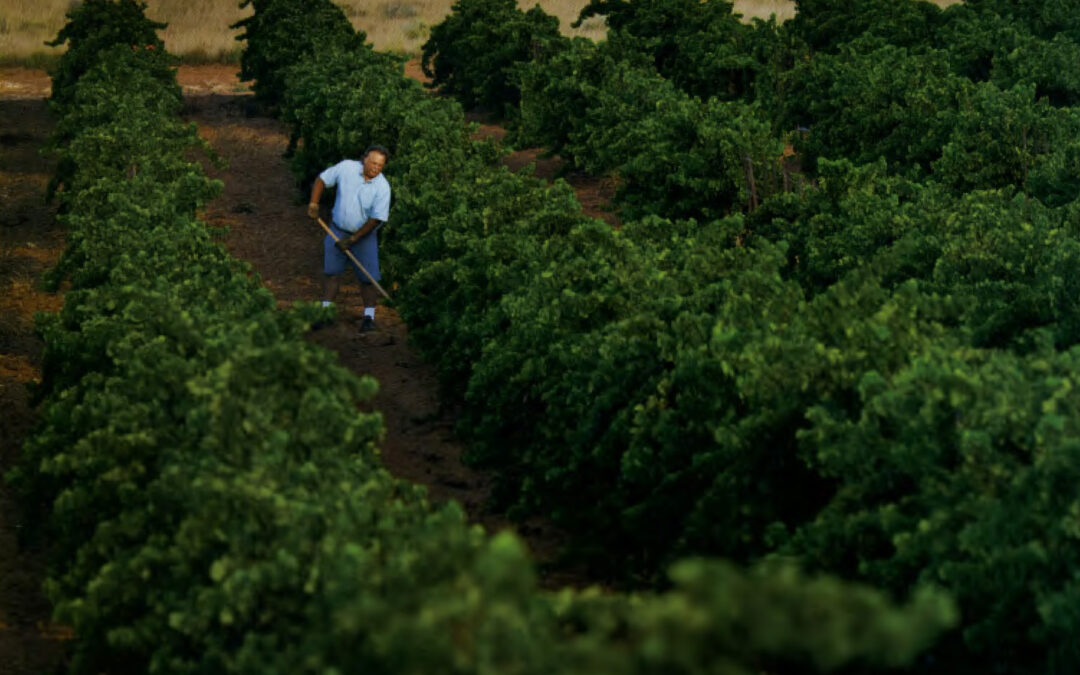 Grape Growers in the Texas Panhandle Combine Passion and Science
