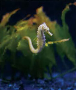 A seahorse at the Sealife Nature Center