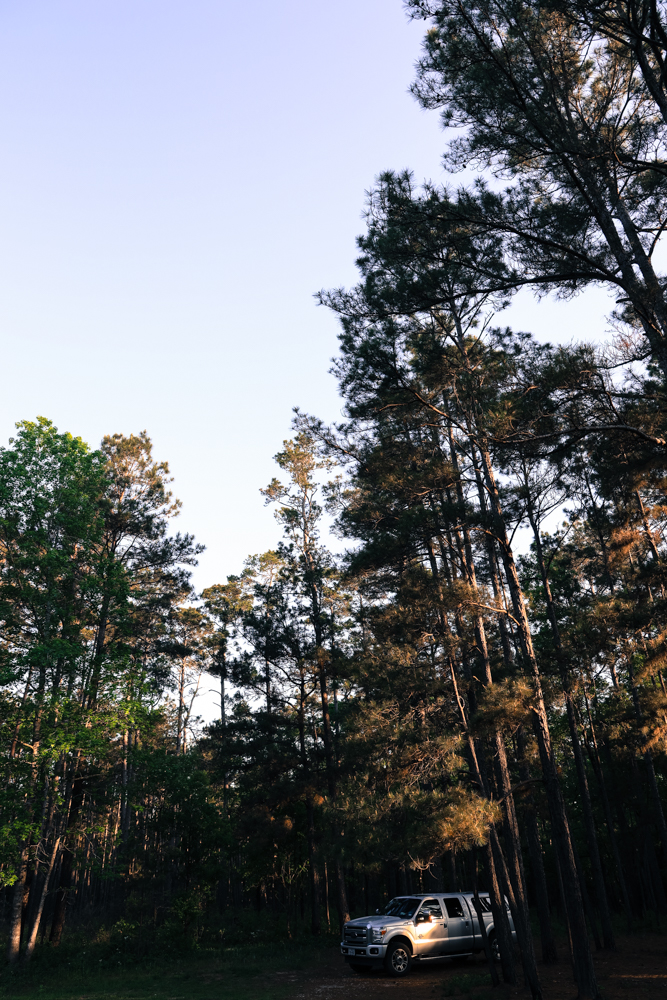 A truck parked under tall trees and blue sky