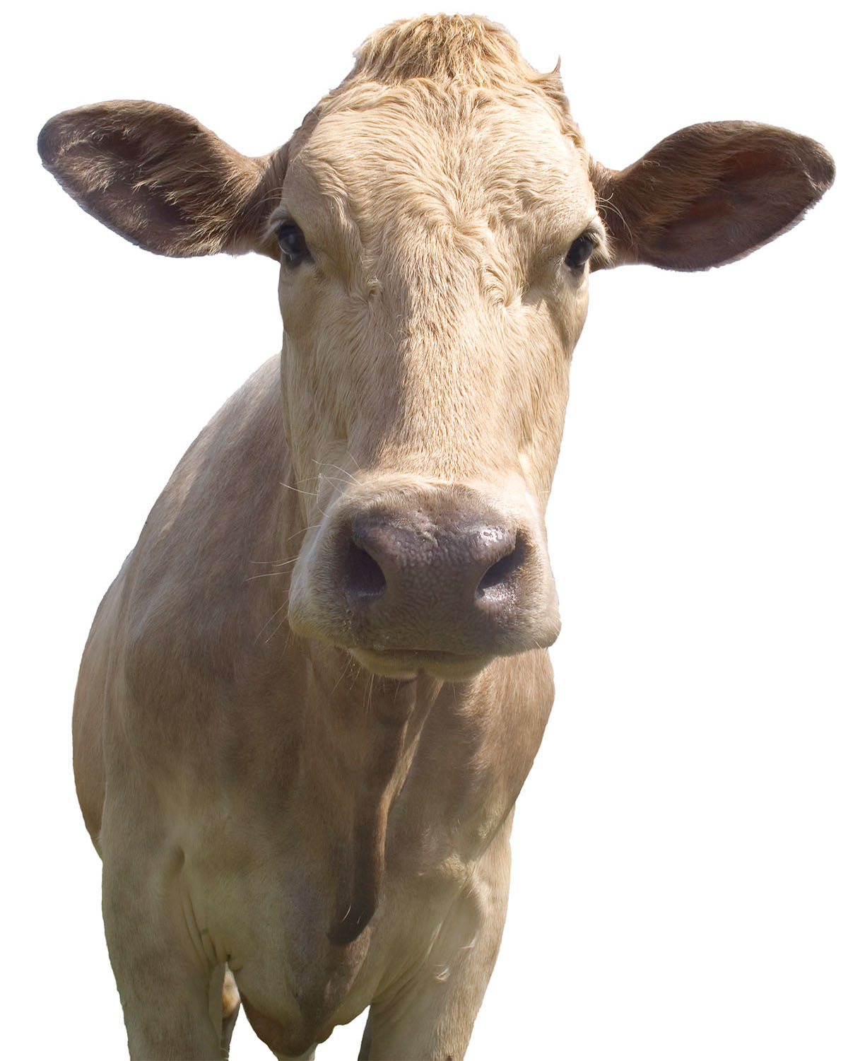 A tan cow