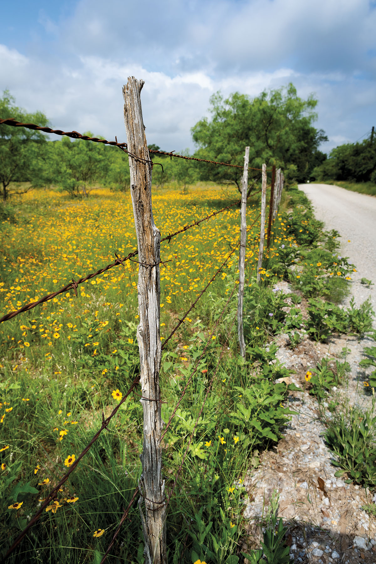 Green grass and yellow flowers behind a barbed wire fence