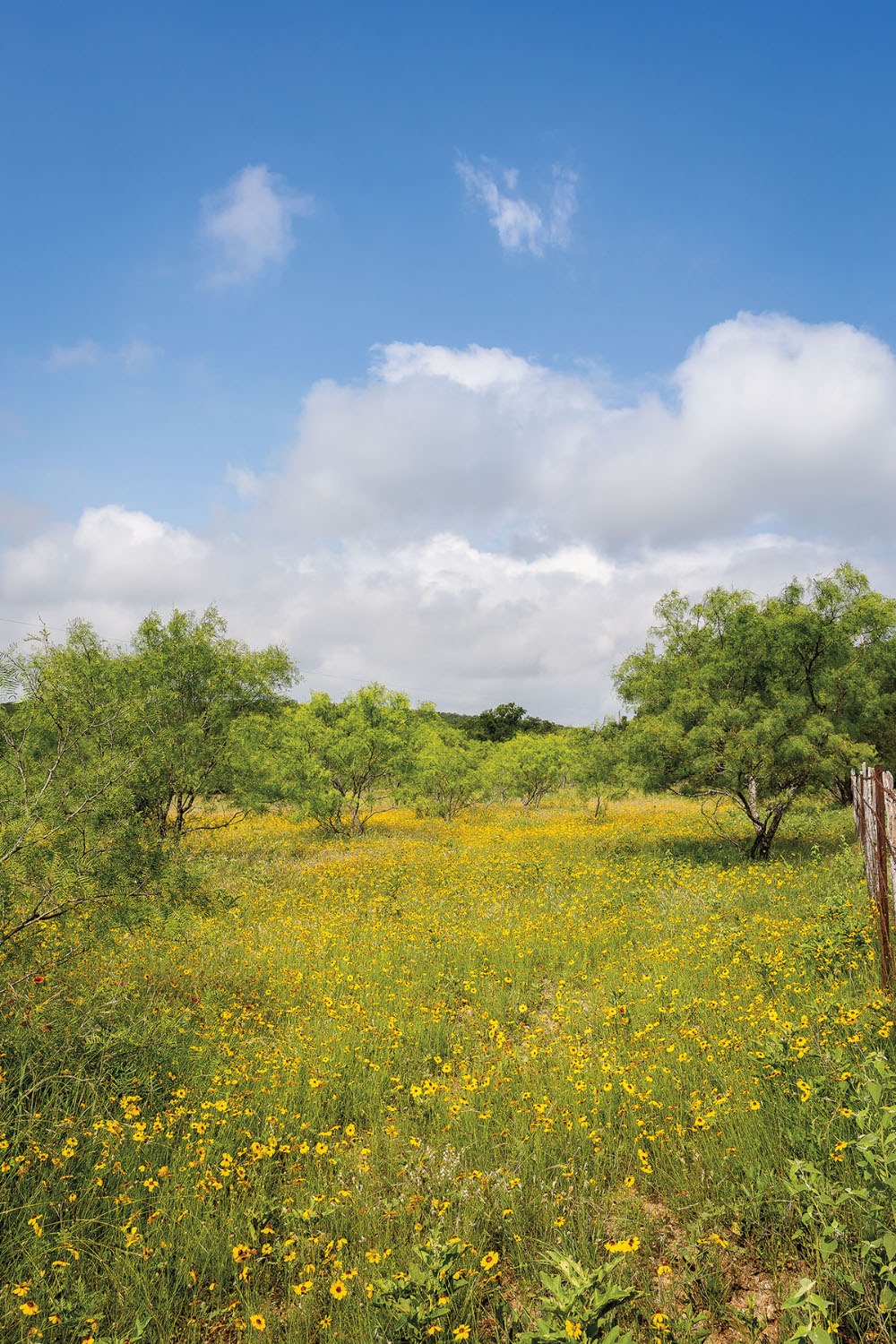 Bright yellow and green plants in a field under blue sky